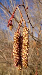 Attēlu rezultāti vaicājumam “Alnus incana female flower”
