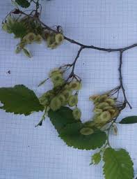 Attēlu rezultāti vaicājumam “Ulmus laevis fruit”