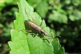 Attēlu rezultāti vaicājumam “Donacia clavipes”