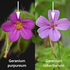 Attēlu rezultāti vaicājumam “Geranium robertianum flower”