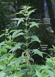 Attēlu rezultāti vaicājumam “Urtica dioica fruit”