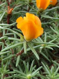 Attēlu rezultāti vaicājumam “Portulacaceae”