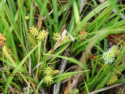 Attēlu rezultāti vaicājumam “Carex viridula fruit”