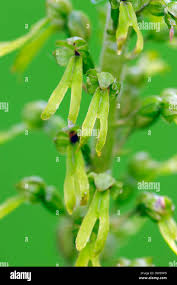 Attēlu rezultāti vaicājumam “Listera ovata bud”