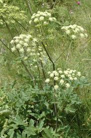 Image result for Heracleum sphondylium