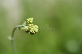 Attēlu rezultāti vaicājumam “Thalictrum flavum bud”