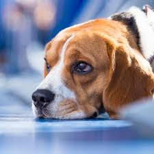 Image result for Greengairs & District Bowling Club