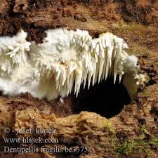 Attēlu rezultāti vaicājumam “Dentipellis fragilis”