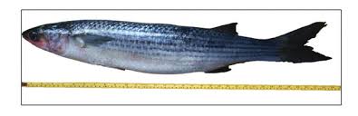 Image result for Chelon saliens