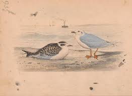 Attēlu rezultāti vaicājumam “Larus minutus”