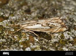 Attēlu rezultāti vaicājumam “Catoptria falsella”