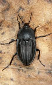 Attēlu rezultāti vaicājumam “Silpha obscura larva”