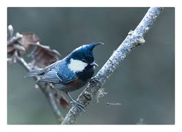 Attēlu rezultāti vaicājumam “Periparus ater adult”