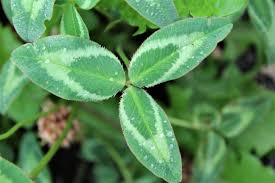 Attēlu rezultāti vaicājumam “Trifolium pratense leaf”