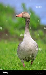 Attēlu rezultāti vaicājumam “Anser anser juvenile”