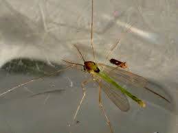 Attēlu rezultāti vaicājumam “Trichocera”