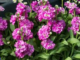 Image result for Levkoje