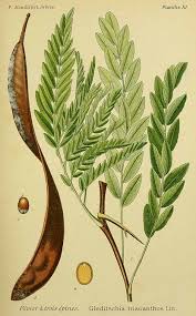 Attēlu rezultāti vaicājumam “Gleditsia triacanthos bud”