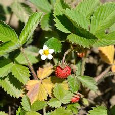 Attēlu rezultāti vaicājumam “Fragaria viridis fruit”