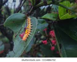 Attēlu rezultāti vaicājumam “Orgyia antiqua imago”