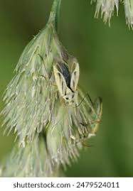 Attēlu rezultāti vaicājumam “Stenotus binotatus female”