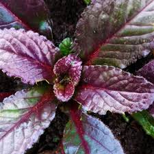 Attēlu rezultāti vaicājumam “Ajuga reptans leaf”