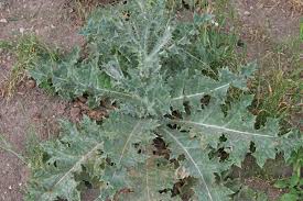 Image result for Onopordum acanthium