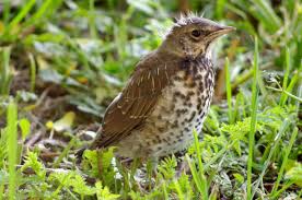 Attēlu rezultāti vaicājumam “Turdus pilaris”