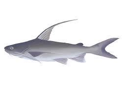 Image result for Bagre marinus