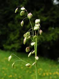 Attēlu rezultāti vaicājumam “Briza media bud”