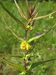 Attēlu rezultāti vaicājumam “Melampyrum sylvaticum leaf”