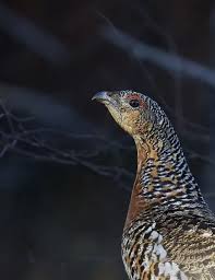 Attēlu rezultāti vaicājumam “Tetrao urogallus female”