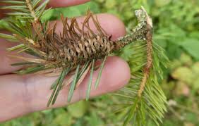 Attēlu rezultāti vaicājumam “Thecabius affinis nymph”