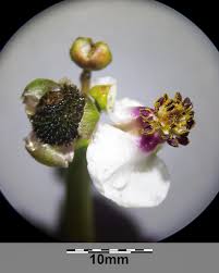 Attēlu rezultāti vaicājumam “Sagittaria sagittifolia”