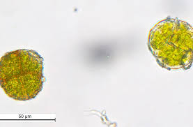 Attēlu rezultāti vaicājumam “Syntrichia latifolia”
