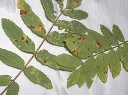 Attēlu rezultāti vaicājumam “Gymnosporangium cornutum”