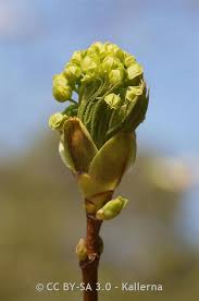 Attēlu rezultāti vaicājumam “Acer platanoides bud”