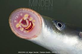 Image result for Lampetra fluviatilis