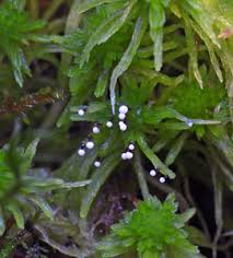 Attēlu rezultāti vaicājumam “Leiocolea rutheana sporophyte”