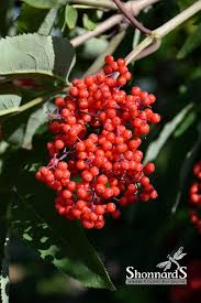 Attēlu rezultāti vaicājumam “Sambucus racemosa”