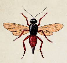 Attēlu rezultāti vaicājumam “Diplolepis rosae”