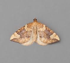 Attēlu rezultāti vaicājumam “Eulithis sp.”