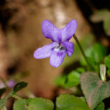 Attēlu rezultāti vaicājumam “Viola reichenbachiana”