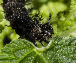 Attēlu rezultāti vaicājumam “Araschnia levana larva”