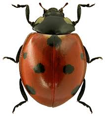 Attēlu rezultāti vaicājumam “Coccinella septempunctata”