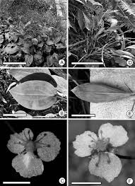 Attēlu rezultāti vaicājumam “Alisma lanceolatum leaf”