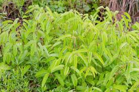 Attēlu rezultāti vaicājumam “Sanguisorba officinalis”