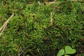 Attēlu rezultāti vaicājumam “Sciuro-hypnum reflexum sporophyte”