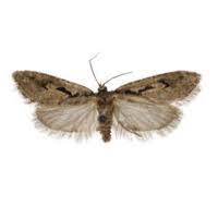 Attēlu rezultāti vaicājumam “Semioscopis oculella”