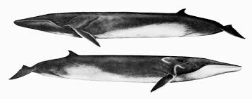 Image result for Balaenoptera physalus
